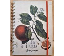 Zápisník atlas - Pomeranč